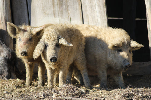 Mangalitsa, The Pigs That Resemble a Sheep