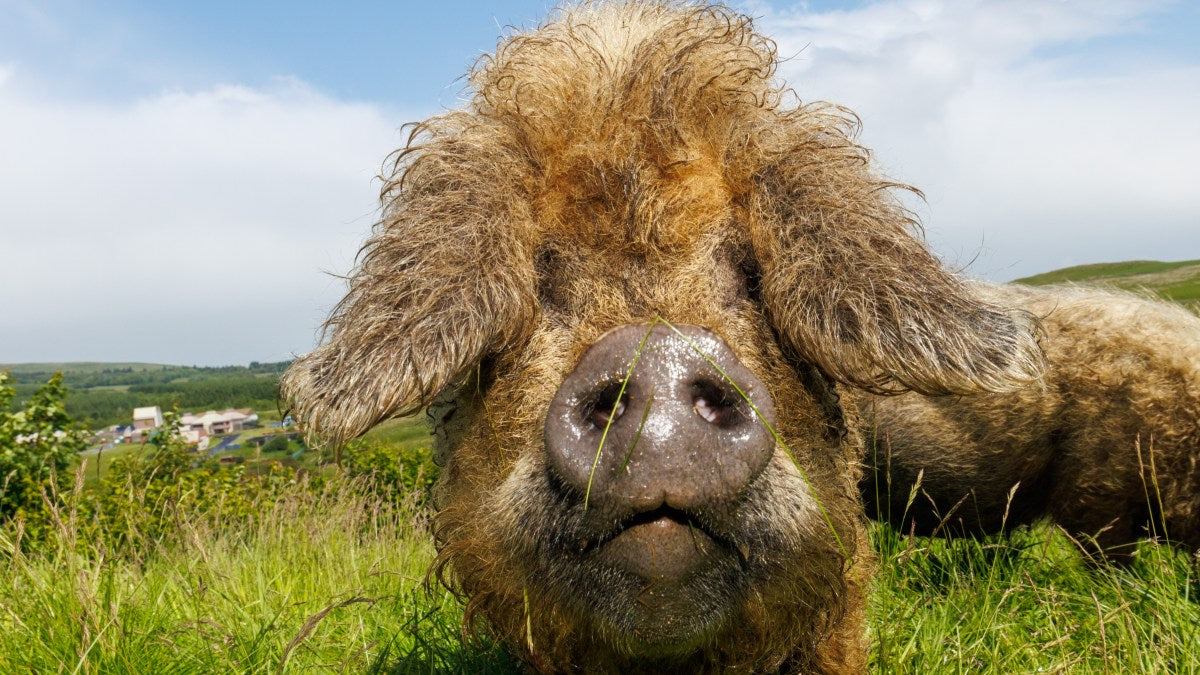 The Times: Woolly hogs help to rewild Scottish countryside – The Woolly ...